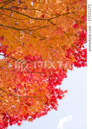 秋葉（空袋） 35555273