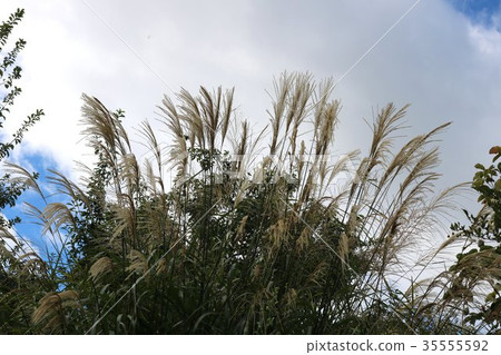 Scenery that Susuki shakes 35555592