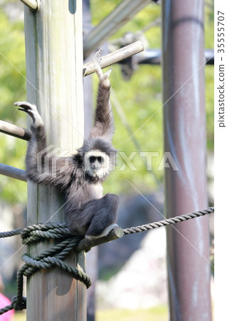  White-handed gibbon 35555707