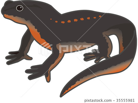 Akahara蠑螈 35555981