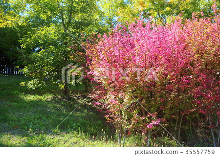 Autumn park Autumn park 35557759