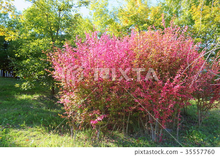 Autumn park Autumn park 35557760