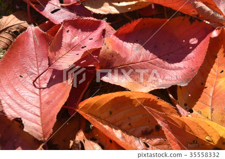 Fallen leaves 35558332