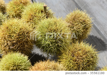 Chestnut fruit 35561180