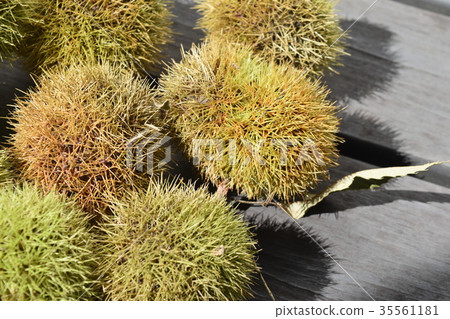 Chestnut fruit 35561181