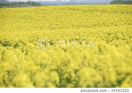 Rape blossoms (Hokkaido Anping) Rape blossoms (Hokkaido Anping) 35561820