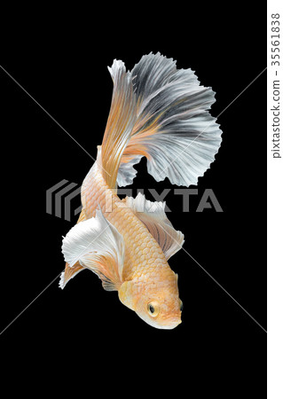 Close up art movement of Betta fish Close up art movement of Betta fish 35561838