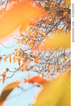 Bright autumn leaves 35562040