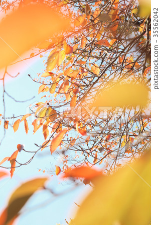 Bright autumn leaves Bright autumn leaves 35562042