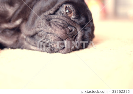 Pug 35562255
