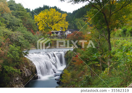 位於熊本縣小國町的Great Ginkgo和Nabekama瀑布 35562319
