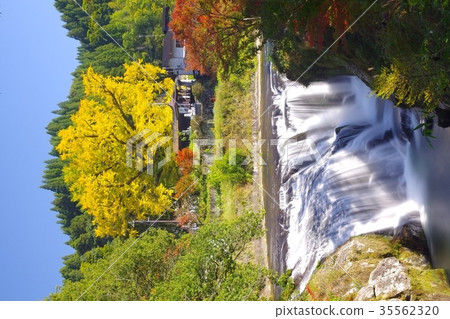 Great Ginkgo and Nabekama Falls in Oguni-machi, Kumamoto Prefecture 35562320