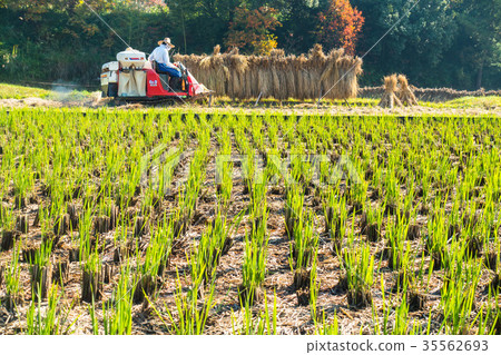稻城和佐藤的秋天 35562693