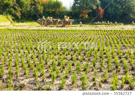 稻城和佐藤的秋天 35562727