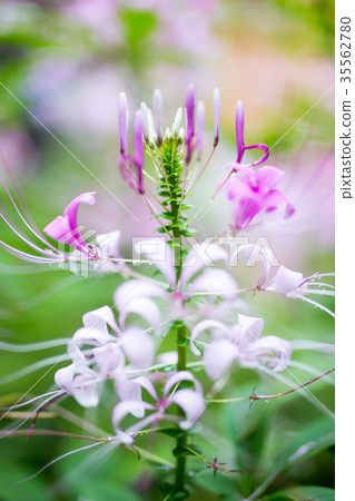 spider flower in the garden spider flower in the garden 35562780