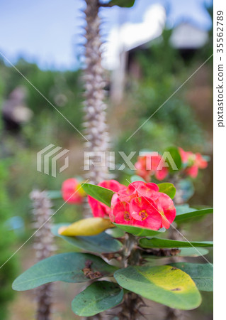 Red Euphorbia milli Desmoul Red Euphorbia milli Desmoul 35562789