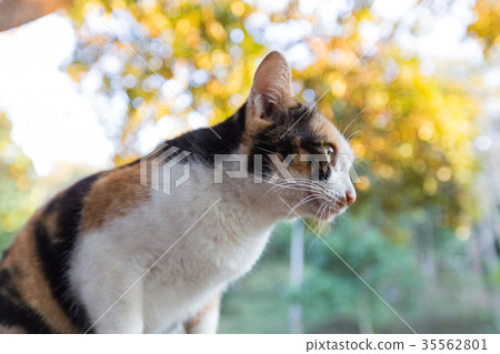 Beautiful young cat natural background 35562801
