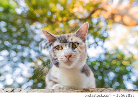Beautiful young cat natural bokeh  background 35562855