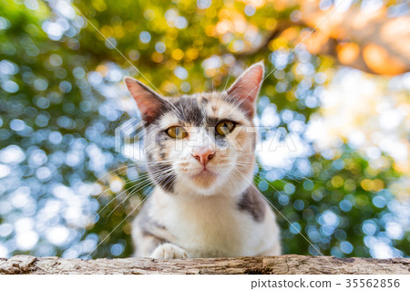 Beautiful young cat natural bokeh  background 35562856