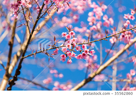 Pink Sakura flower blooming. Pink Sakura flower blooming. 35562860