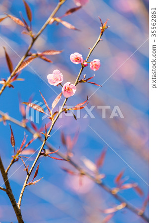 Pink Sakura flower blooming. Pink Sakura flower blooming. 35562861