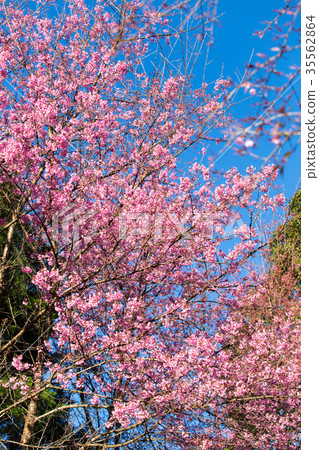 Pink Sakura flower blooming. Pink Sakura flower blooming. 35562864