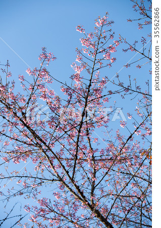 Pink Sakura flower blooming. Pink Sakura flower blooming. 35562866