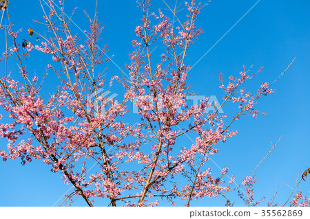 Pink Sakura flower blooming. 35562869