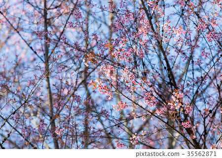 Pink Sakura flower blooming. Pink Sakura flower blooming. 35562871