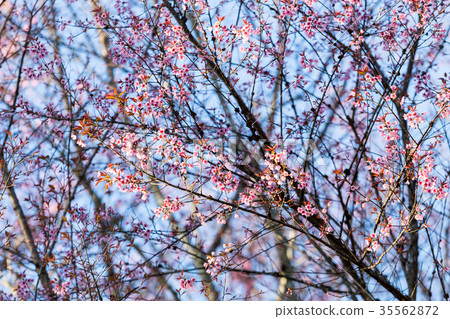 Pink Sakura flower blooming. 35562872