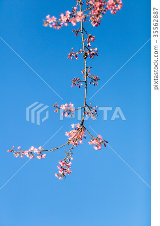 Pink Sakura flower blooming. Pink Sakura flower blooming. 35562887