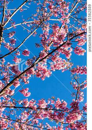Pink Sakura flower blooming. Pink Sakura flower blooming. 35562889