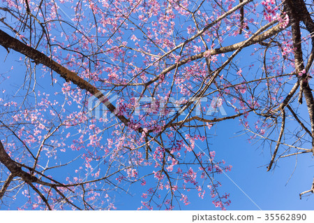 Pink Sakura flower blooming. Pink Sakura flower blooming. 35562890