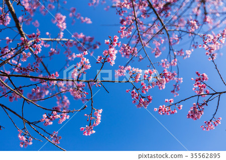 Pink Sakura flower blooming. 35562895