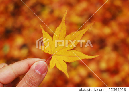 摘下落葉 35564928