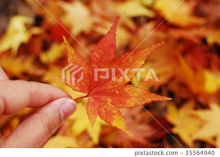 摘下落葉 35564940