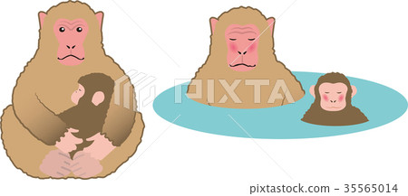 日本獼猴 35565014