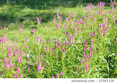 Nogeitou flower 35565136