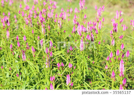 Nogeitou flower Nogeitou flower 35565137