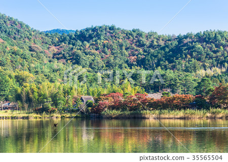 京都在秋天Hirosawa池塘 35565504