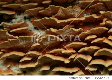 Natural mushroom mushroom, with many thin and fine protrusions on the back like a saw blade Natural mushroom mushroom, with many thin and fine protrusions on the back like a saw blade 35565525
