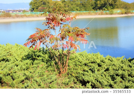 秋天公園Urushi秋葉 35565533