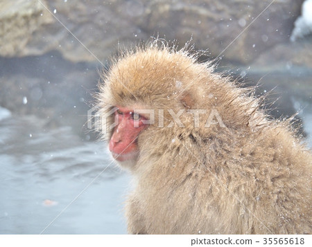 Portrait of a Japanese macaque (snow monkey) 35565618