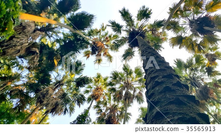 Taraw palm trees at Wat Pa Kham Chanod Taraw palm trees at Wat Pa Kham Chanod 35565913