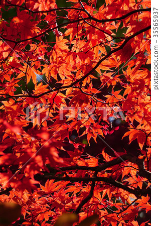 Nomura Momiji beautifully colored leaves 35565937