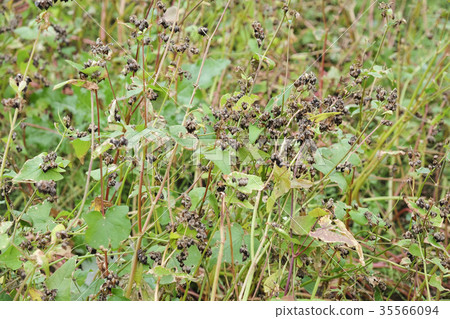 Buckwheat before harvest Buckwheat before harvest 35566094