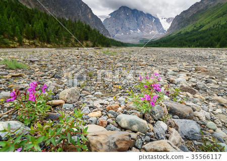Chamaenerion latifolium fowers in Aktru valley Chamaenerion latifolium fowers in Aktru valley 35566117