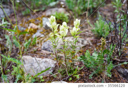 Castilleja pallida fowers in Aktru valley. Altai Castilleja pallida fowers in Aktru valley. Altai 35566120