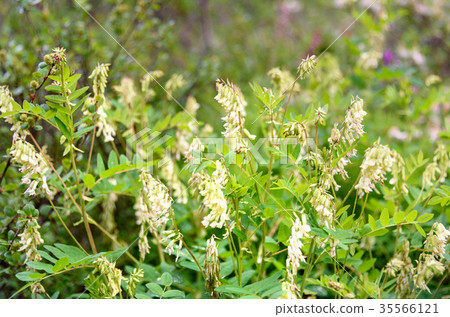 Hedysarum vicioides flowers in Aktru valley. Altai Hedysarum vicioides flowers in Aktru valley. Altai 35566121