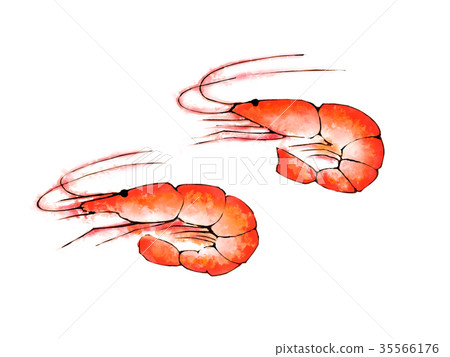 Shrimp illustration 35566176